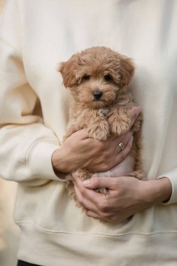 Tapılası Maltese ve Fino karışımı köpek yavrusu (veya Maltipoo köpeği))