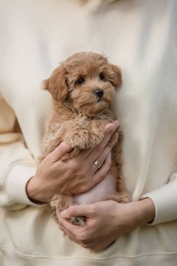 Tapılası Maltese ve Fino karışımı köpek yavrusu (veya Maltipoo köpeği))