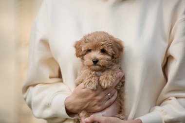 Tapılası Maltese ve Fino karışımı köpek yavrusu (veya Maltipoo köpeği))