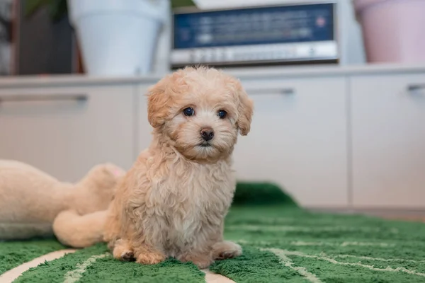 Adorable Mezcla Cachorro Maltés Caniche Perro Maltipoo — Foto de Stock