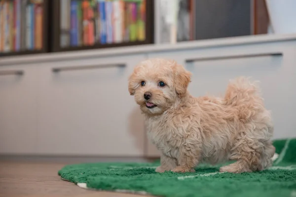 Adorable Maltese Poodle Mix Puppy Maltipoo Dog — Stock Photo, Image