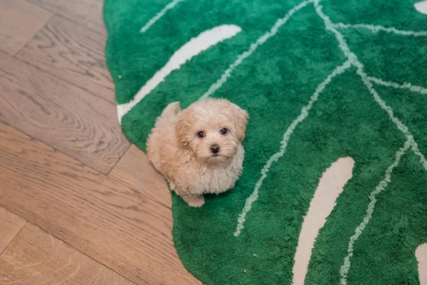 Adorabil Maltez Poodle Amestec Puppy Sau Câine Maltipoo — Fotografie, imagine de stoc