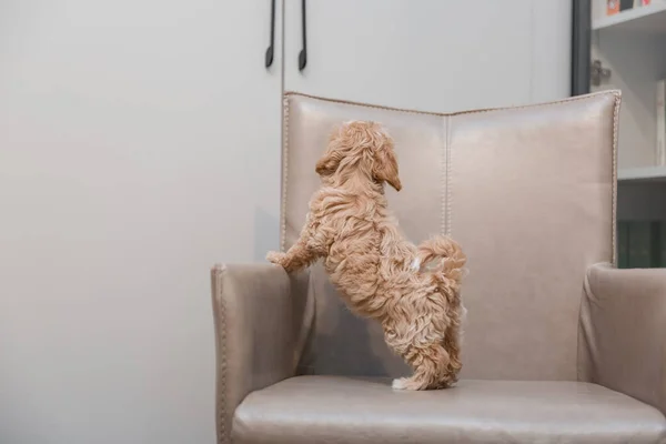 Αξιολάτρευτο Maltese Και Poodle Mix Puppy Maltipoo Σκυλί — Φωτογραφία Αρχείου