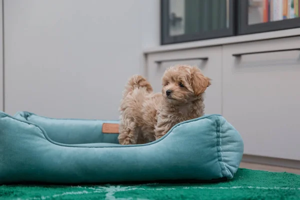 Adorabil Maltez Poodle Amestec Puppy Sau Câine Maltipoo — Fotografie, imagine de stoc