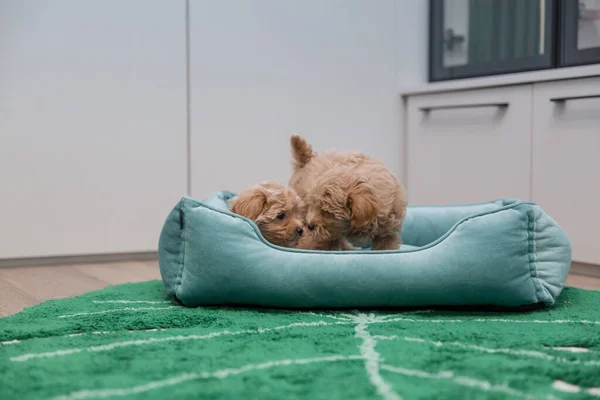 Adorabil Maltez Poodle Amestec Puppy Sau Câine Maltipoo — Fotografie, imagine de stoc