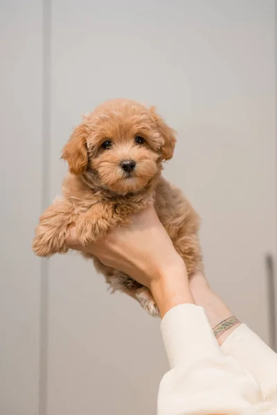 Uroczy Szczeniak Maltański Pudel Mix Lub Maltipoo Dog — Zdjęcie stockowe