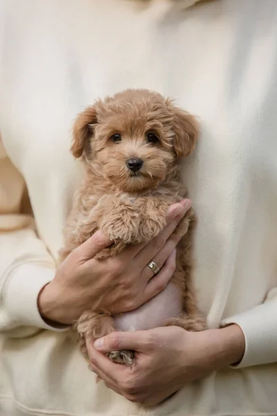 Adorável Maltês Poodle Mix Filhote Cachorro Cão Maltipoo — Fotografia de Stock