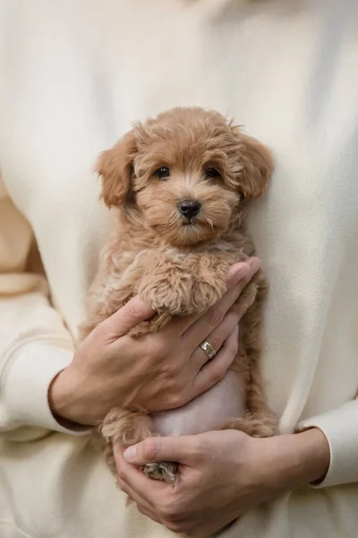 Adorável Maltês Poodle Mix Filhote Cachorro Cão Maltipoo — Fotografia de Stock