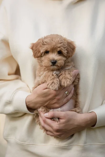 Adorável Maltês Poodle Mix Filhote Cachorro Cão Maltipoo — Fotografia de Stock