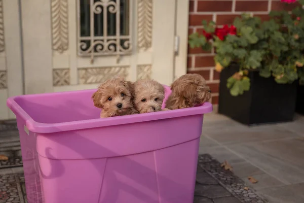 Imádnivaló Máltai Uszkár Keverék Kiskutya Vagy Maltipoo Kutya — Stock Fotó