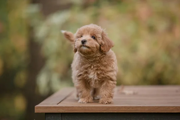 Adorável Maltês Poodle Mix Filhote Cachorro Cão Maltipoo — Fotografia de Stock