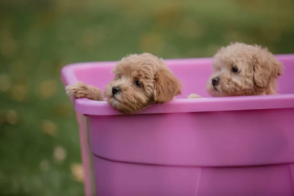 Adorable Mélange Maltais Caniche Chiot Chien Maltipoo — Photo