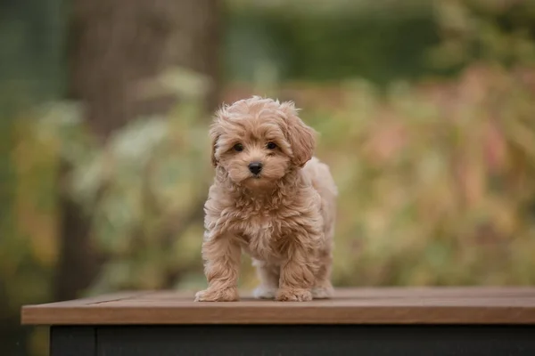 Adorable Mélange Maltais Caniche Chiot Chien Maltipoo — Photo