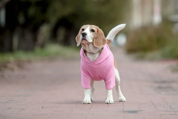 Beagle Dog Hund Kapuzenpulli Gekleideter Hund Hundekleidung Haustierbedarf — Stockfoto