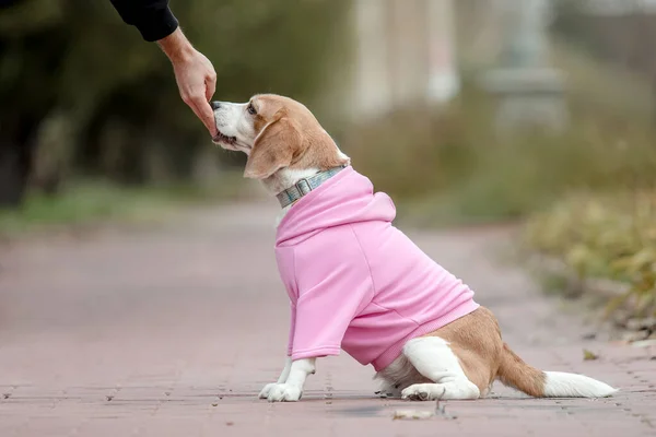 Beagle Dog Hund Kapuzenpulli Gekleideter Hund Hundekleidung Haustierbedarf — Stockfoto