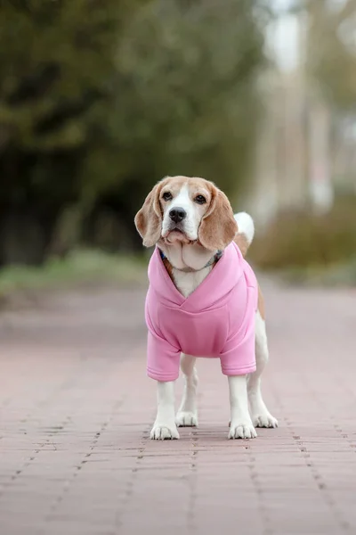 Pies Gończy Pies Kapturze Ubrany Pies Psie Ciuchy Dostawy Dla — Zdjęcie stockowe