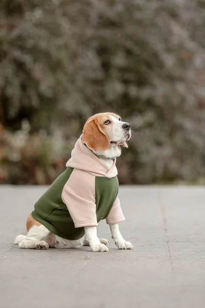 Beagle Dog. Dog in Hoodie. Dressed dog. Dog clothes. Pet Supplies.