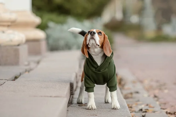 Beagle Dog Hund Kapuzenpulli Gekleideter Hund Hundekleidung Haustierbedarf — Stockfoto