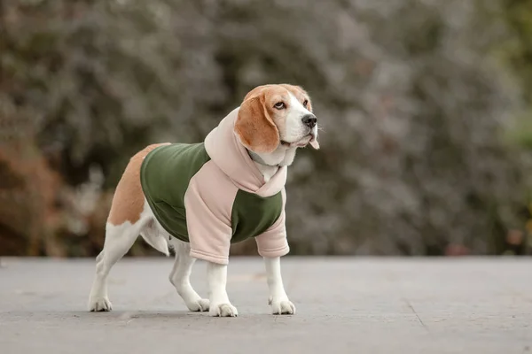 Μπιγκλ Ντογκ Σκύλος Στο Hoodie Ντυμένο Σκυλί Ρούχα Σκύλου Είδη — Φωτογραφία Αρχείου