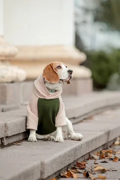 Beagle Dog. Dog in Hoodie. Dressed dog. Dog clothes. Pet Supplies.