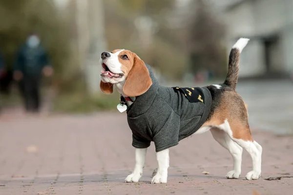 Köpeği Kapüşonlu Köpek Giyinik Köpek Köpek Kıyafetleri Hayvan Malzemeleri — Stok fotoğraf