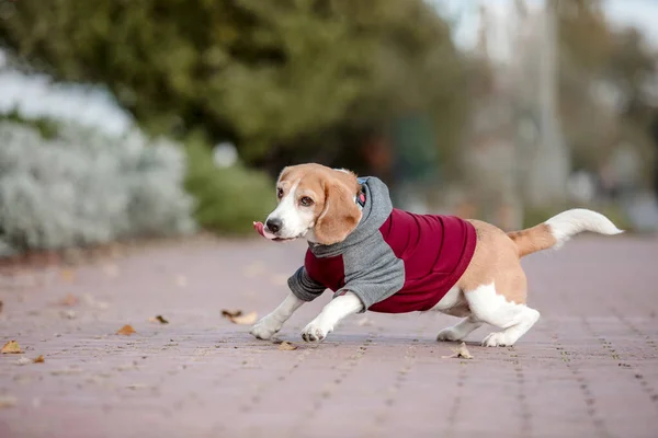 Beagle Dog Hund Kapuzenpulli Gekleideter Hund Hundekleidung Haustierbedarf — Stockfoto