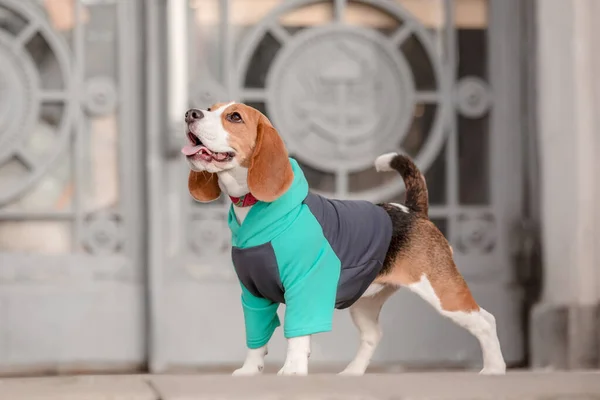 Beagle Dog Dog Hoodie Dressed Dog Dog Clothes Pet Supplies — Stock Photo, Image