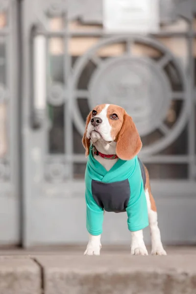 Beagle Dog Hund Kapuzenpulli Gekleideter Hund Hundekleidung Haustierbedarf — Stockfoto