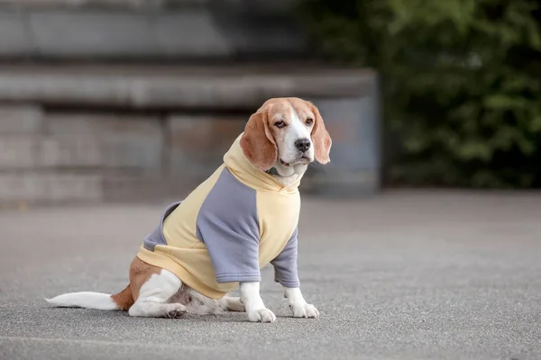 Beagle Dog. Dog in Hoodie. Dressed dog. Dog clothes. Pet Supplies.