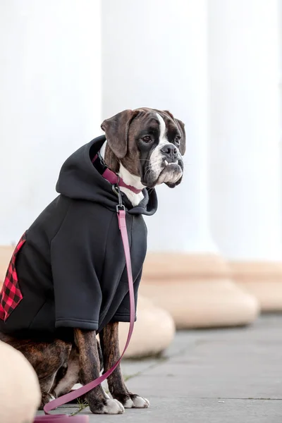 Boxerhund Hund Kapuzenpulli Gekleideter Hund Hundekleidung Haustierbedarf — Stockfoto