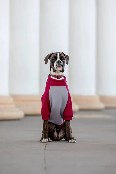 Boxer Dog. Dog in Hoodie. Dressed dog. Dog clothes. Pet Supplies.