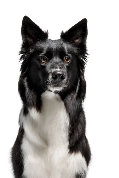 白地に隔離されたボーダーコリー犬 — ストック写真