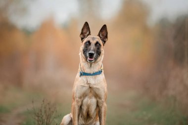 Mutlu Belçika Çoban Köpeği Malinois Sonbaharda açık havada