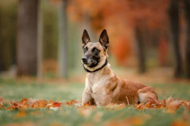 Mutlu Belçika Çoban Köpeği Malinois Sonbaharda açık havada