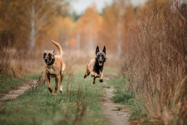 秋天快乐的比利时牧羊犬Malinois在户外 — 图库照片