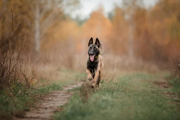 Ευτυχισμένος Βελγικός Ποιμενικός Σκύλος Malinois Εξωτερικούς Χώρους Φθινόπωρο — Φωτογραφία Αρχείου