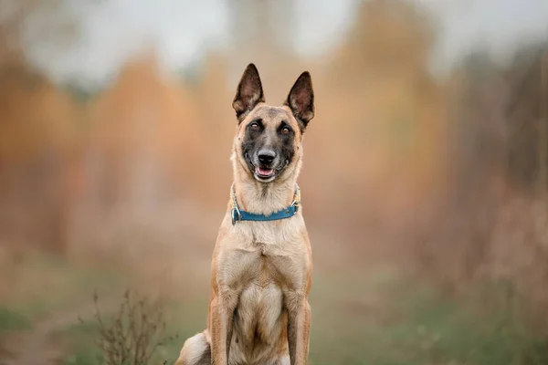 Szczęśliwy Owczarek Belgijski Malinois Zewnątrz Jesienią — Zdjęcie stockowe