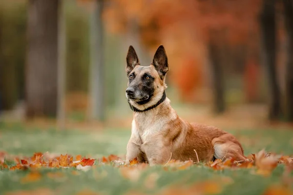 Happy Belgian Shepherd Hond Malinois Buiten Herfst — Stockfoto