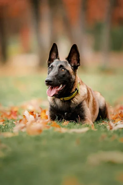 Mutlu Belçika Çoban Köpeği Malinois Sonbaharda Açık Havada — Stok fotoğraf