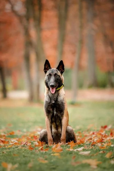 Glad Belgisk Herdehund Malinois Utomhus Hösten — Stockfoto