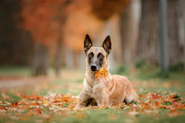 Glad Belgisk Herdehund Malinois Utomhus Hösten — Stockfoto