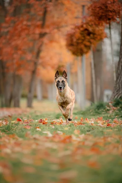 秋には幸せなベルギーの羊飼いの犬マリノワ屋外 — ストック写真