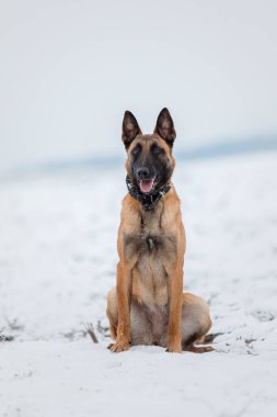 Belçika Çoban Köpeği Malinois kış manzarasında