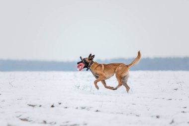 Belçika Çoban Köpeği koşuyor ve zıplıyor. Kış manzarasında Malinois köpeği