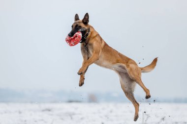 Belçika Çoban Köpeği koşuyor ve zıplıyor. Kış manzarasında Malinois köpeği