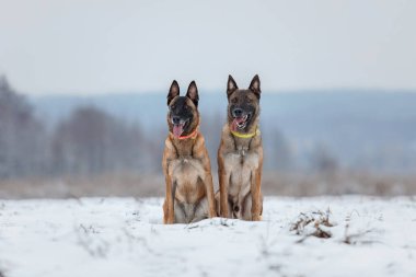 Belçika Çoban Köpeği Malinois kış manzarasında