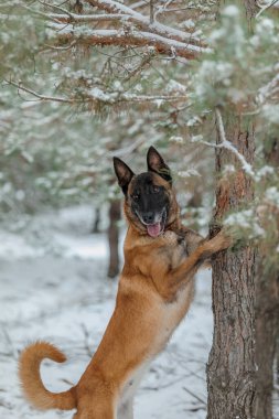 Kışın Belçika çoban köpeği Malinois köpeği. Kar arka planı. Kış Ormanı