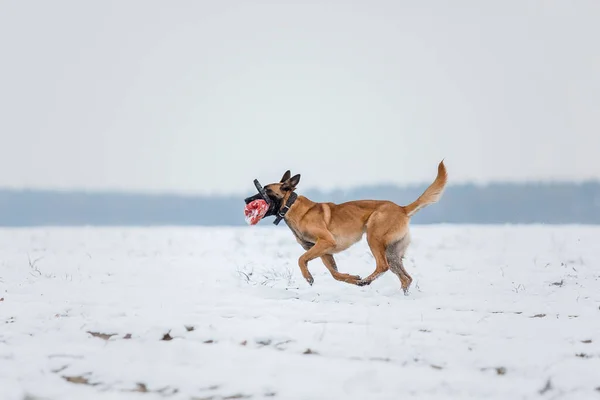 Perro Pastor Belga Corriendo Saltando Malcom Perro Invierno Paisaje — Foto de Stock