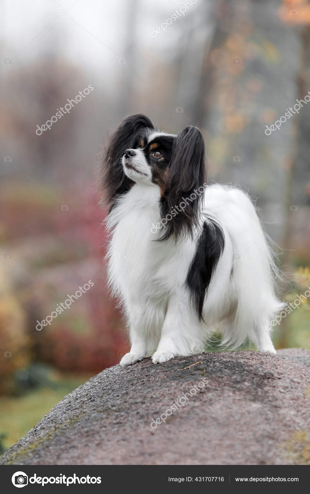 continental toy spaniel