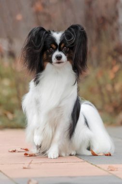 Papillon köpeği. Şirin ve güzel köpek sonbaharda dışarıda kıtasal yavru köpek yetiştirir.